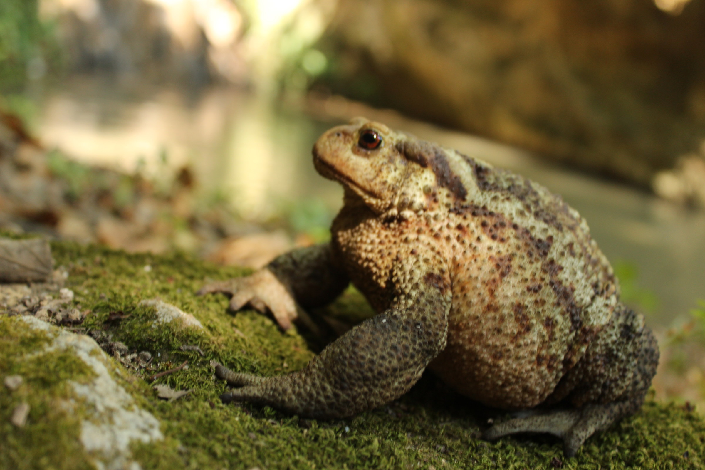 Rospo comune, Bufo bufo