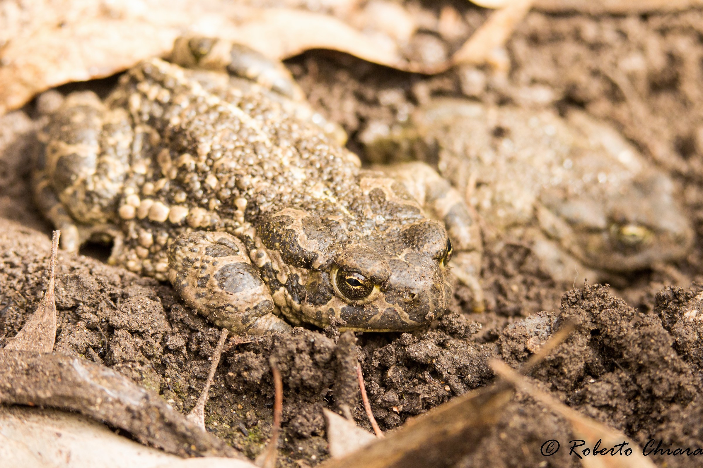 Rospo smeraldino siciliano, Bufo siculus