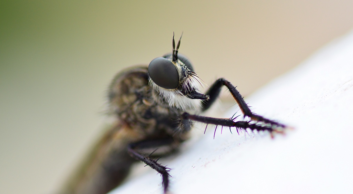 Prima prova di macro