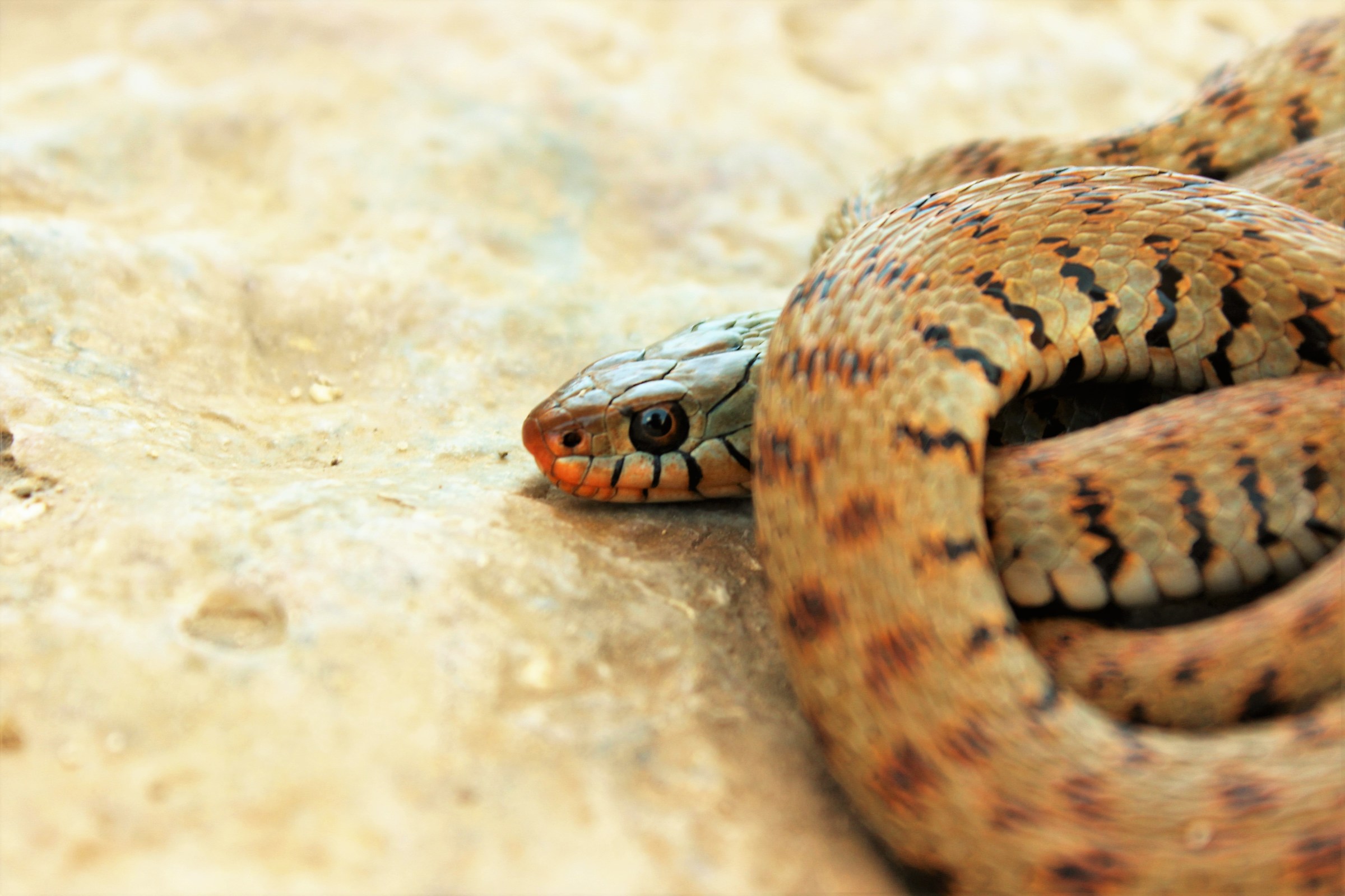 Natrice dal collare, Natrix natrix ssp sicula