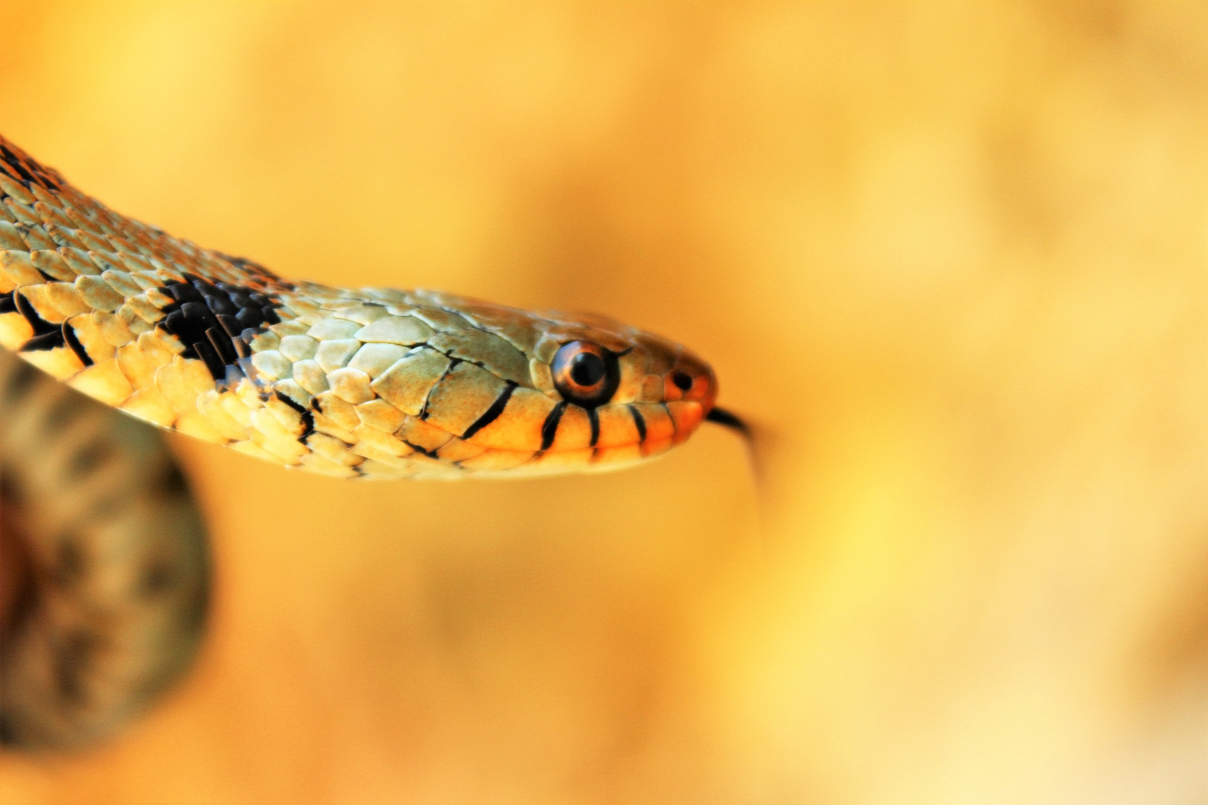 Natrice dal collare, Natrix natrix ssp sicula