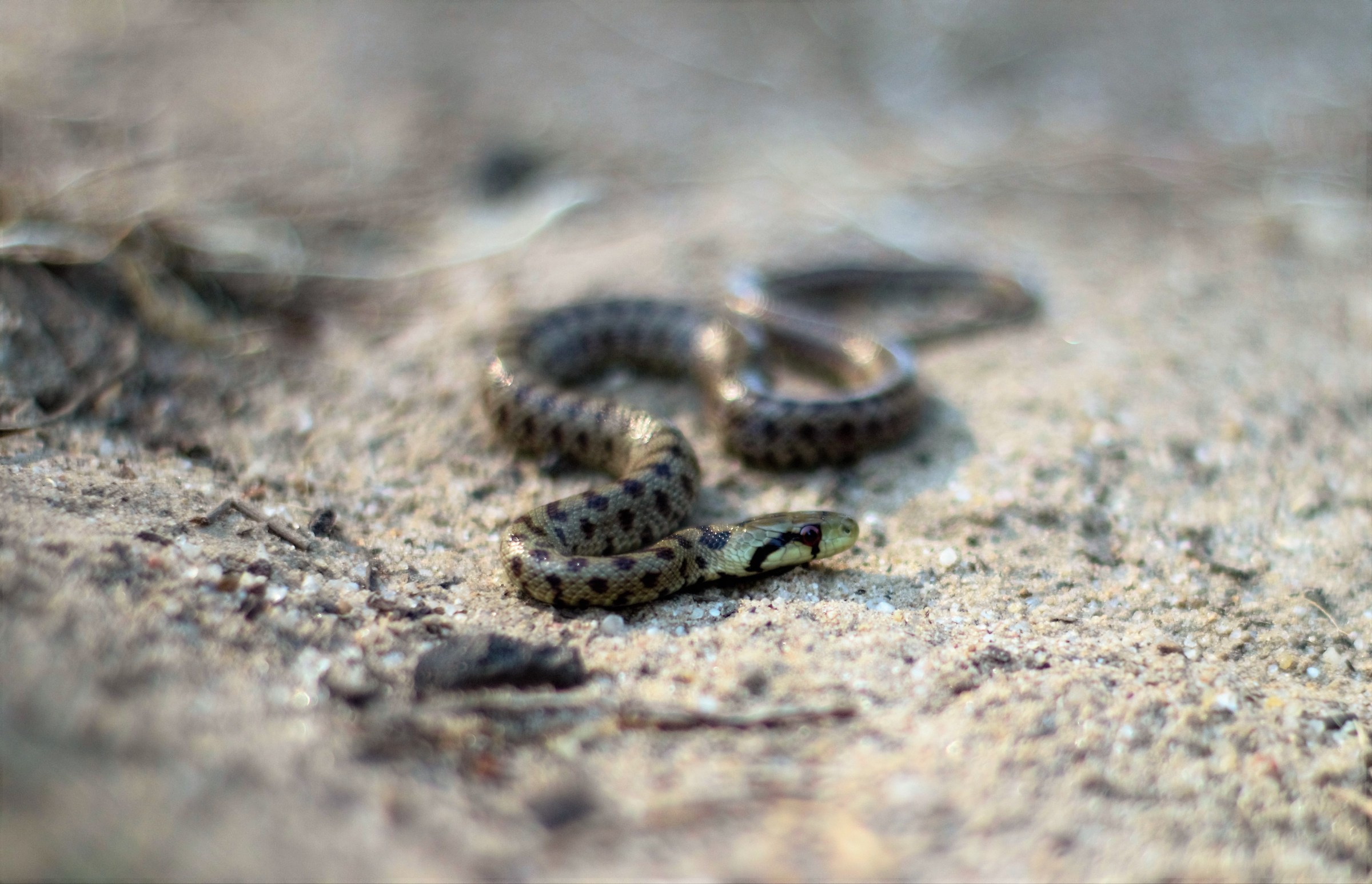 Saettone occhirossi, Zamenis lineatus