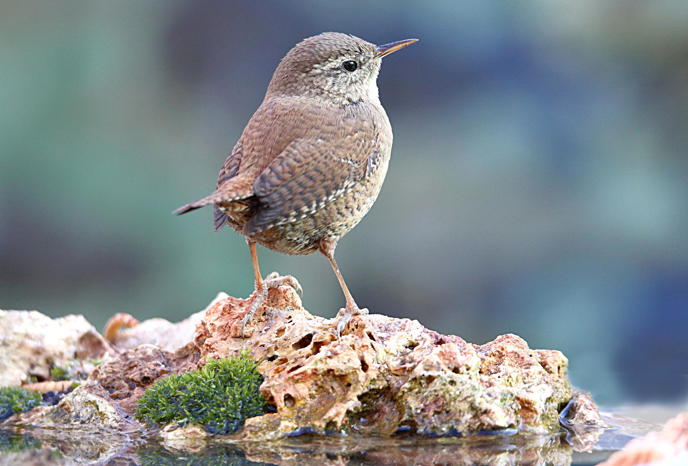 Wren