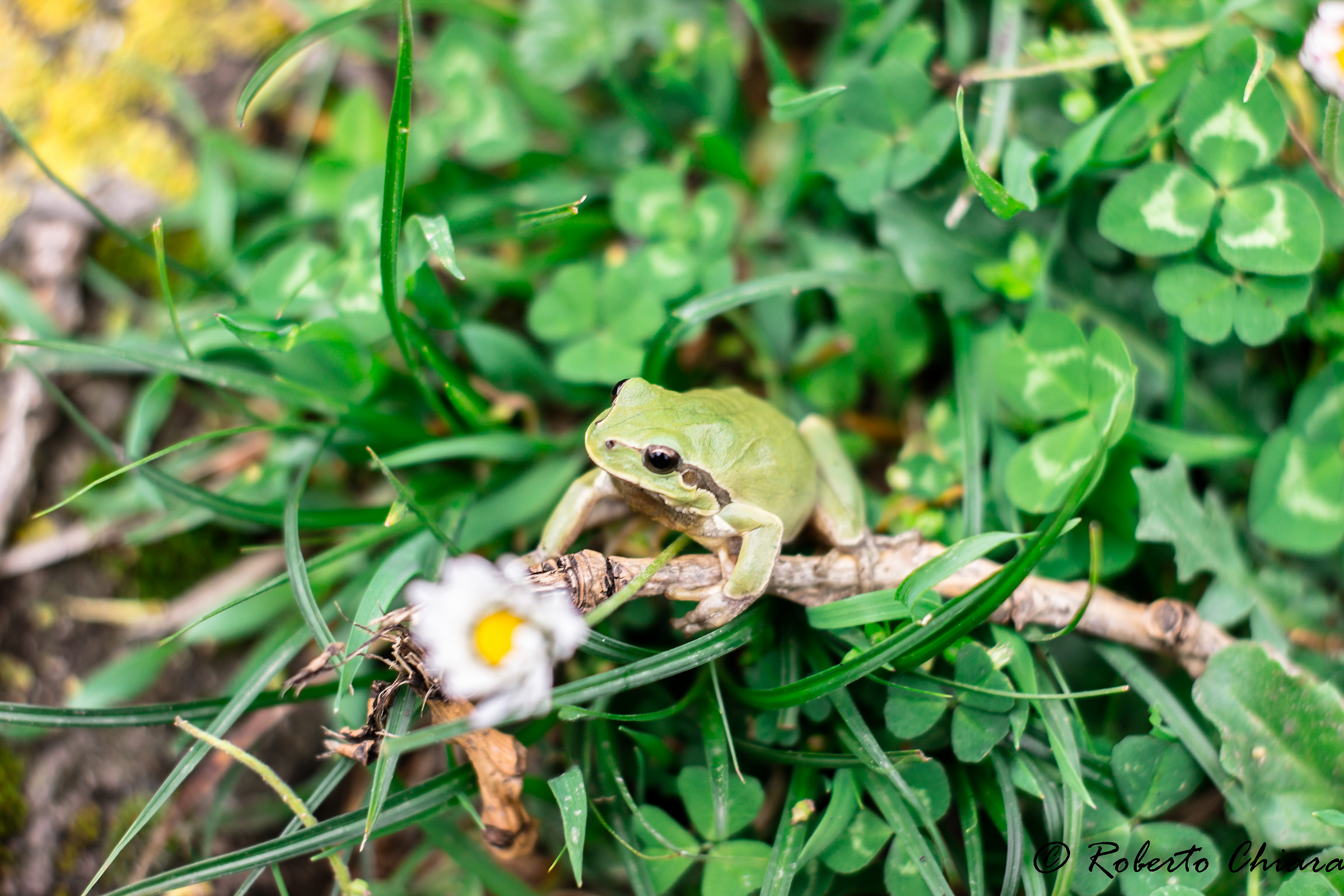 raganella italiana, Hyla intermedia