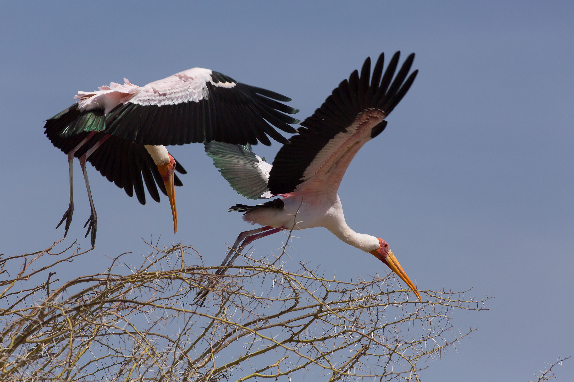 Tantale Ibis- Yellow-billed stork