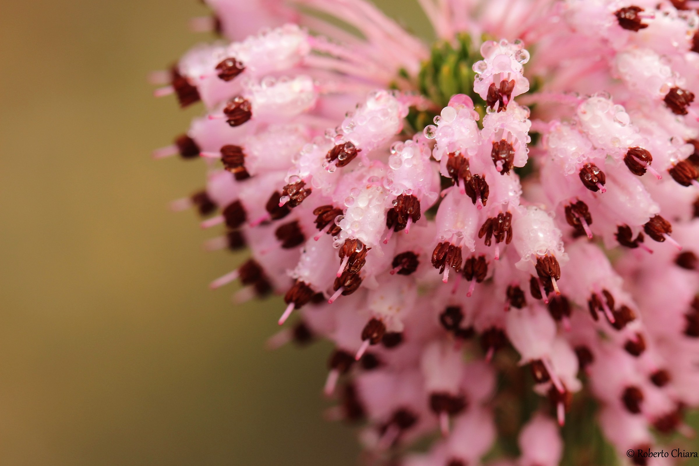 Erica multiflora
