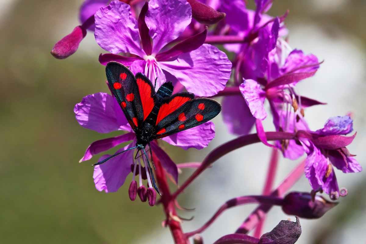 Butterfly of the genus Zygaena