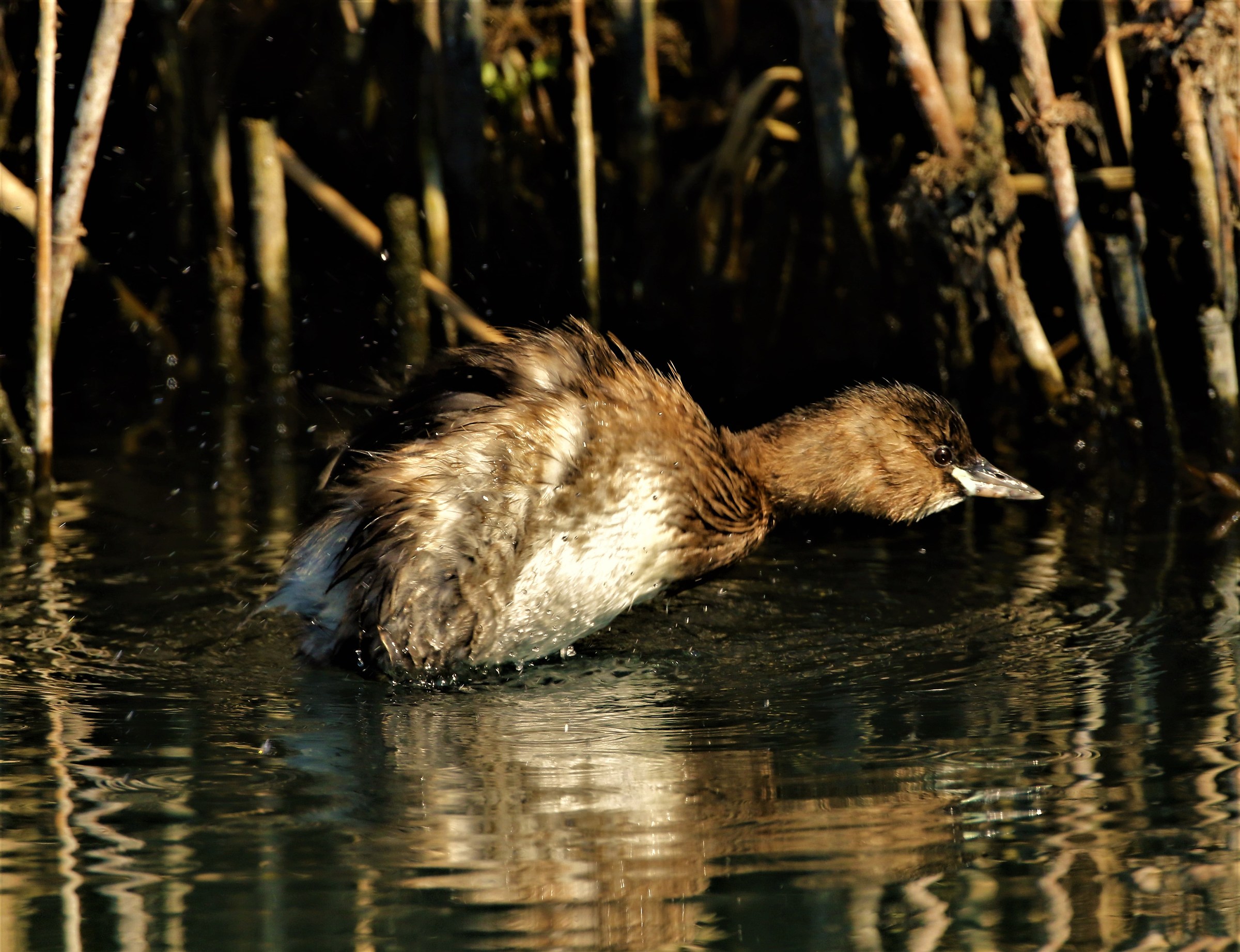 Tuffetto (tachybaptus ruficollis)