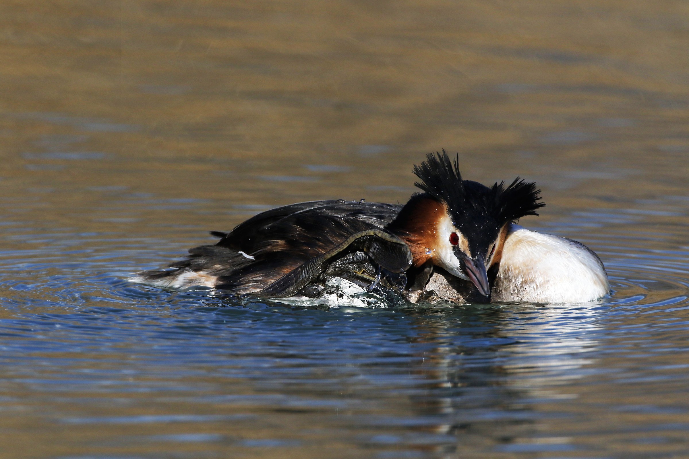 Great Crested Grebe (podiceps cristatus)