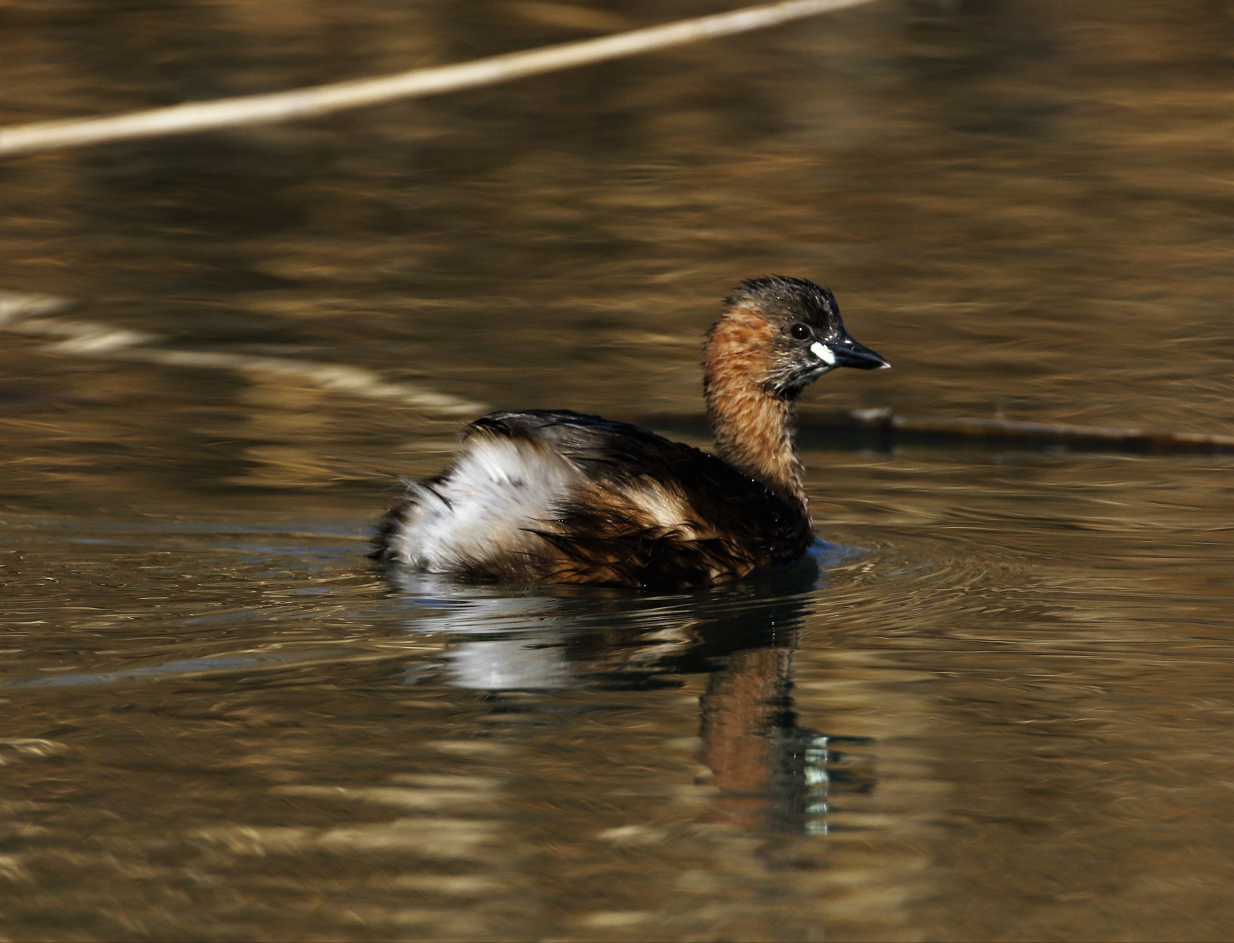 Tuffetto (tachybaptus ruficollis)