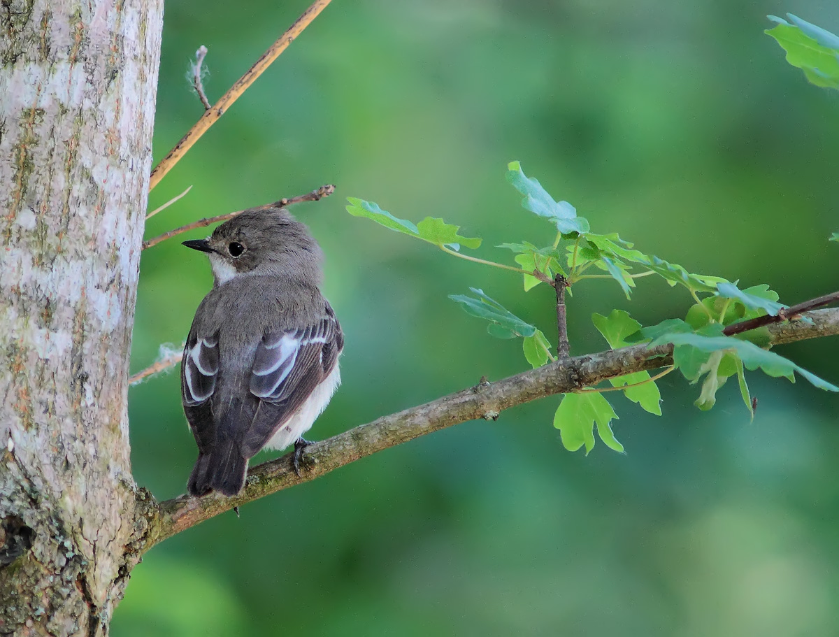 Pied Flycatcher