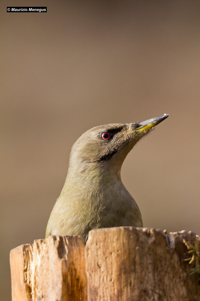 Picchio cenerino - primo piano