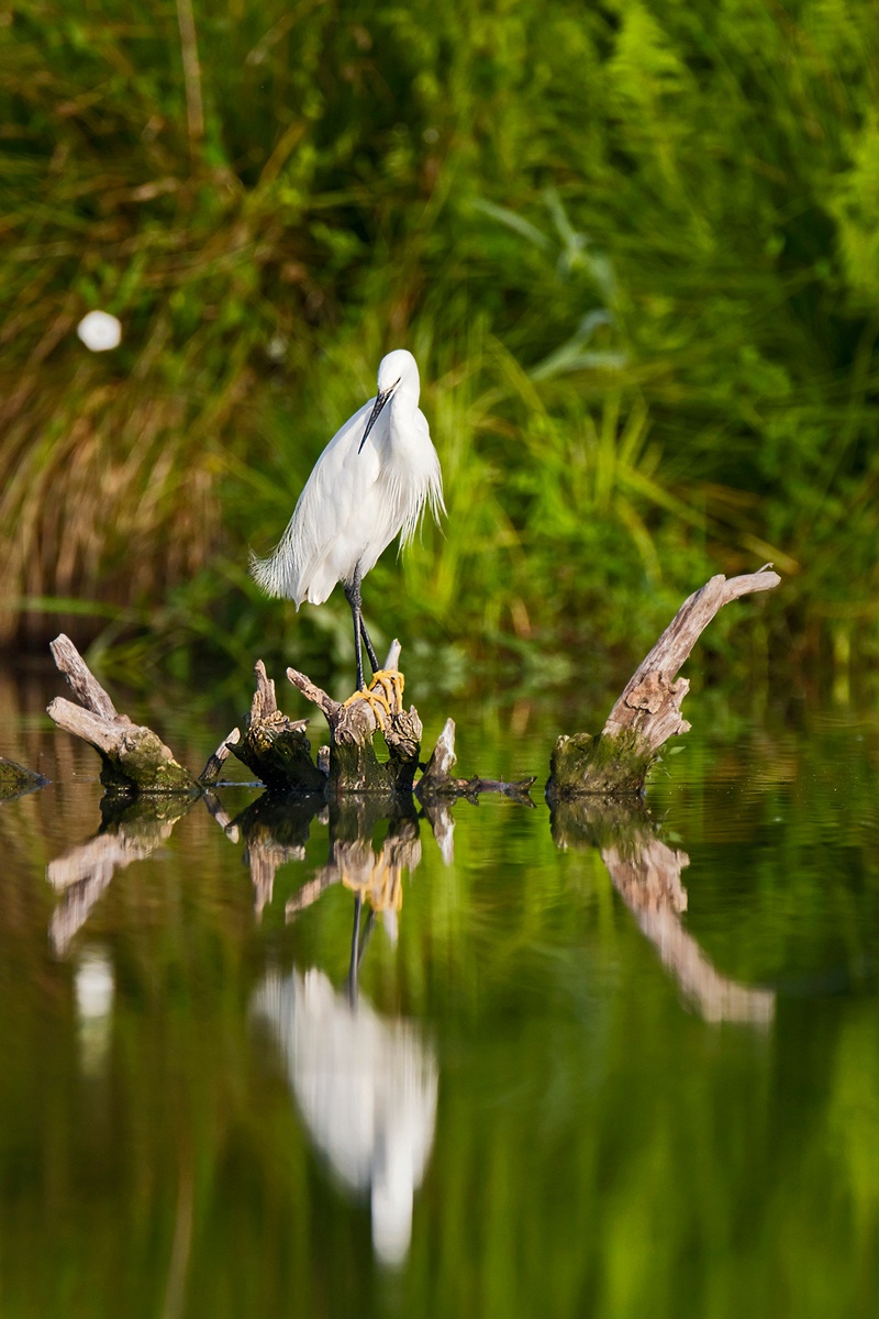 The egret of Mantua ...