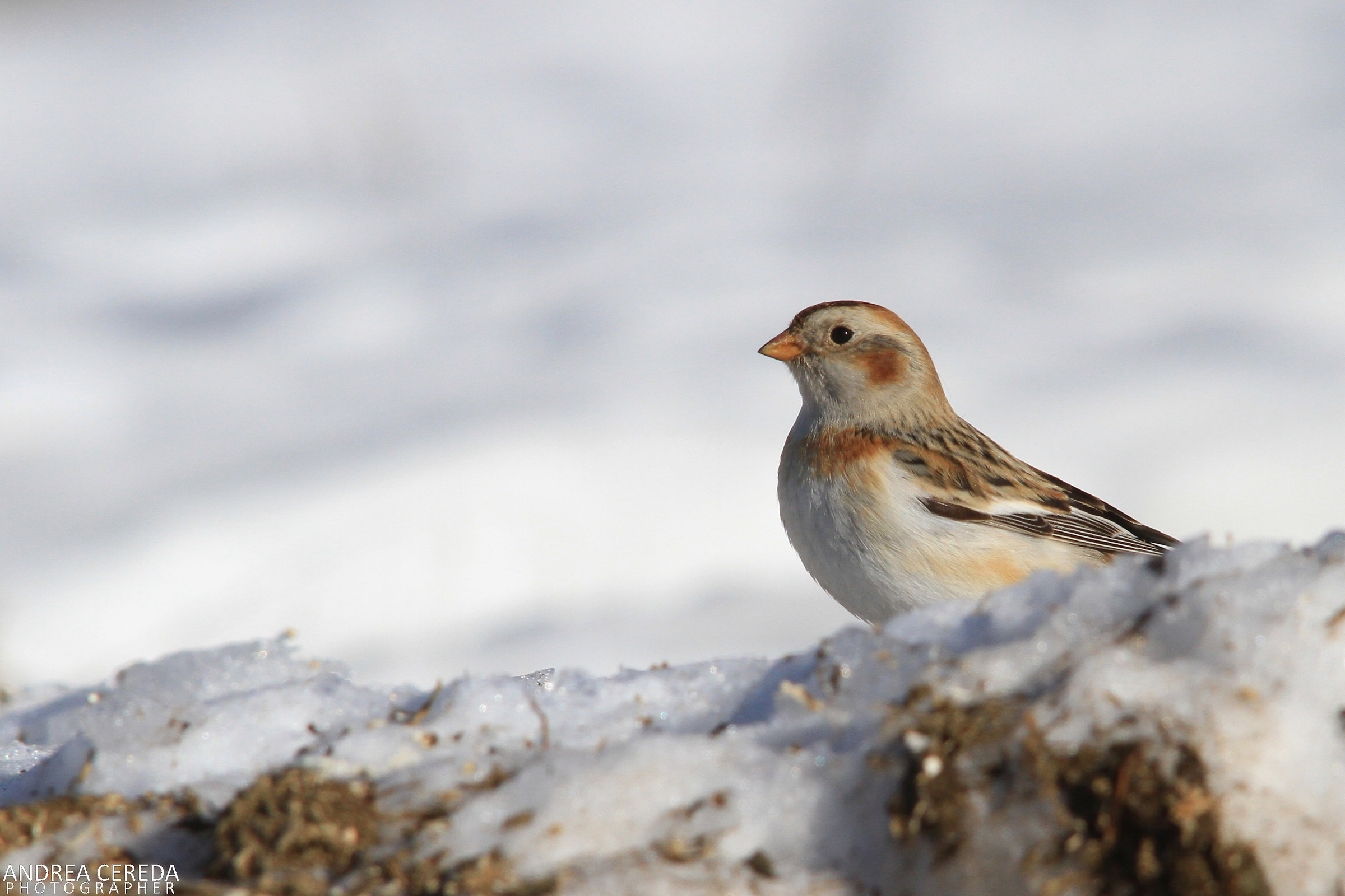 Plectrophenax nivalis - Zigolo delle nevi
