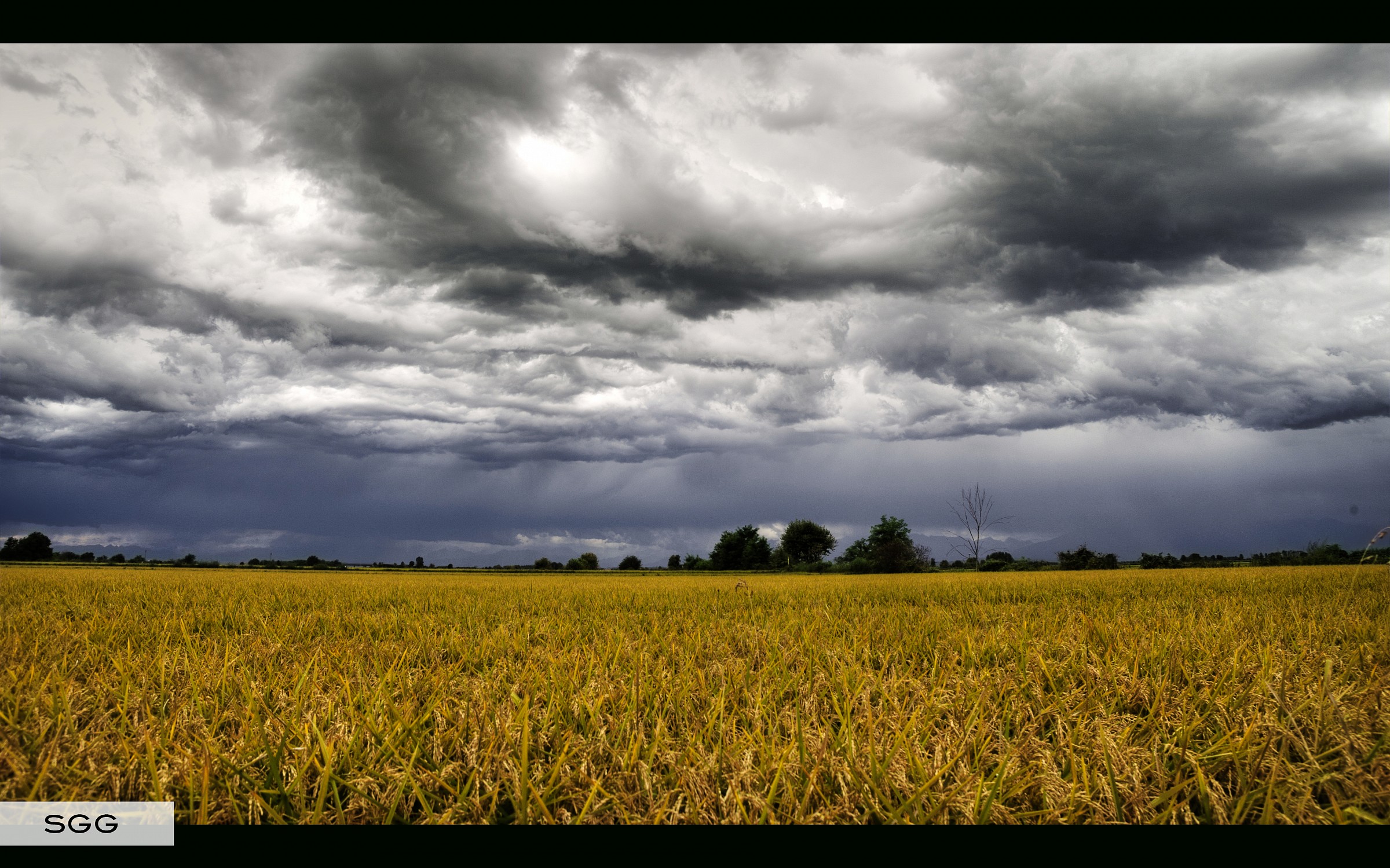 Stormy rice fields