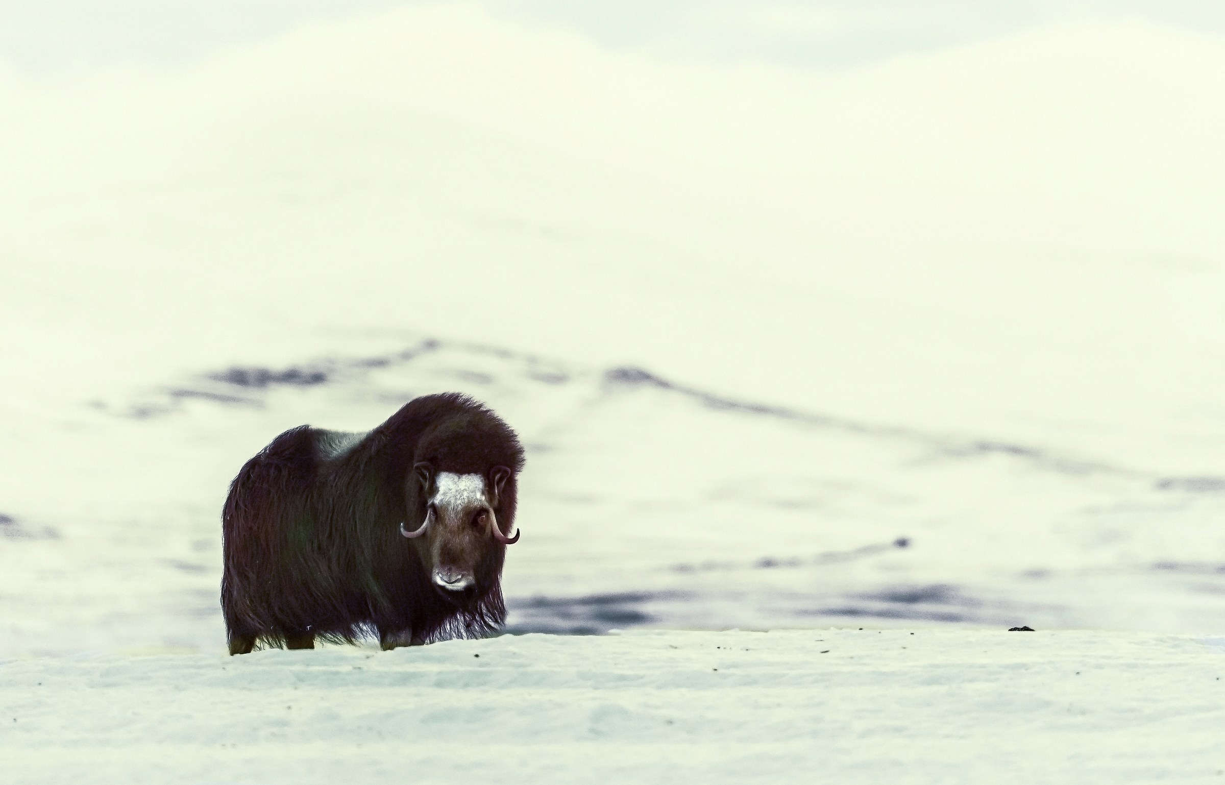 Dovrefjell 2017 - Musk ox