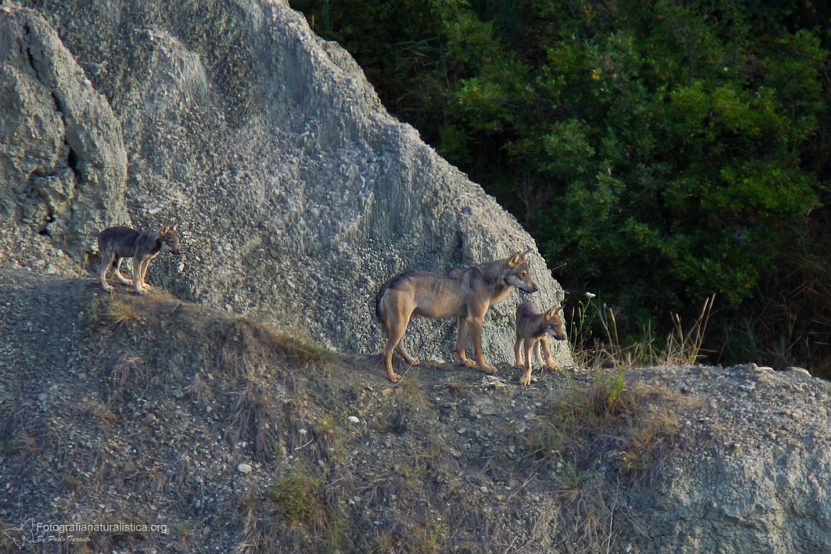 Papàlupo e cuccioli (Lupo appenninico - Canis lupus)