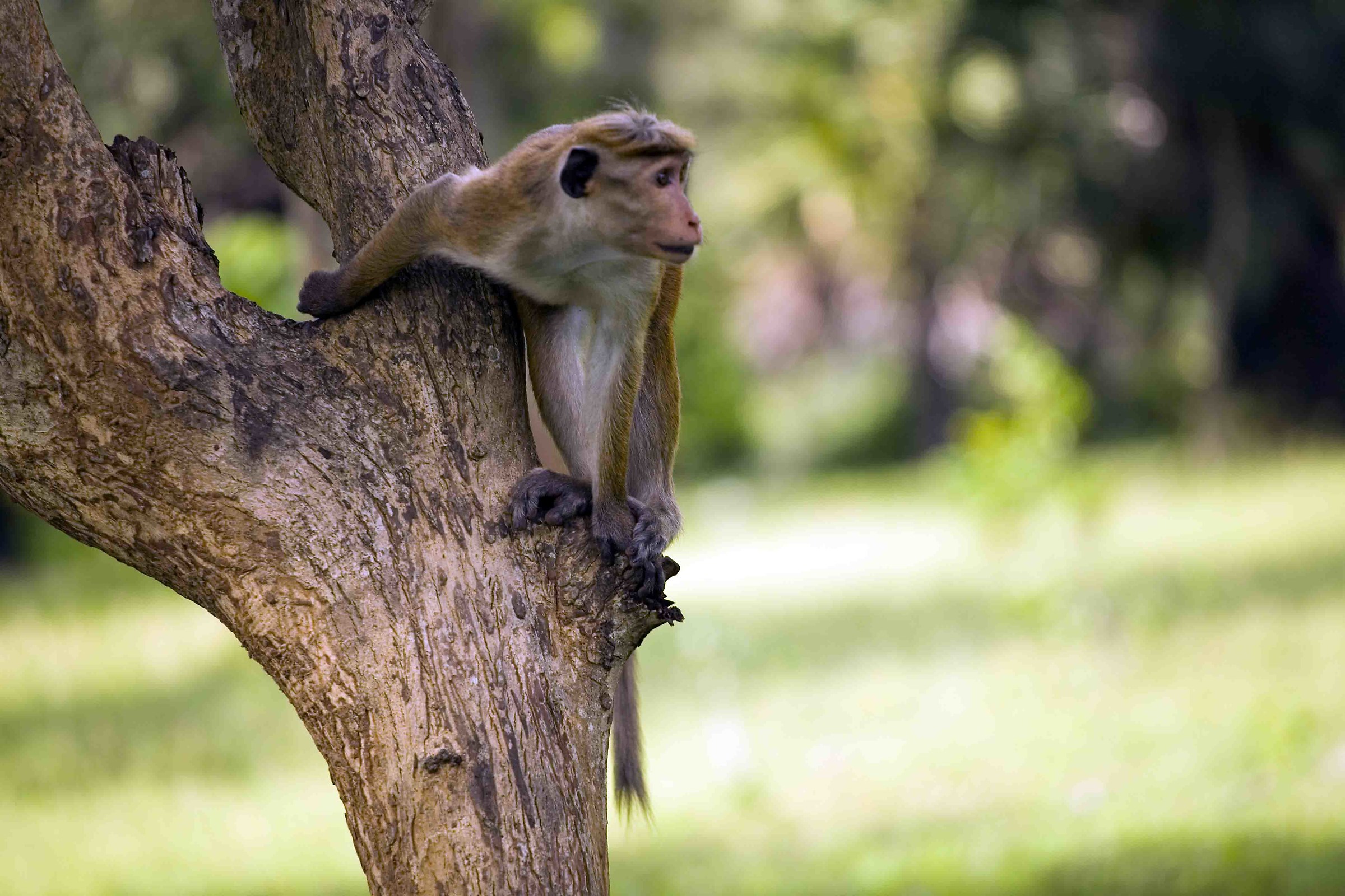 In the park in Colombo