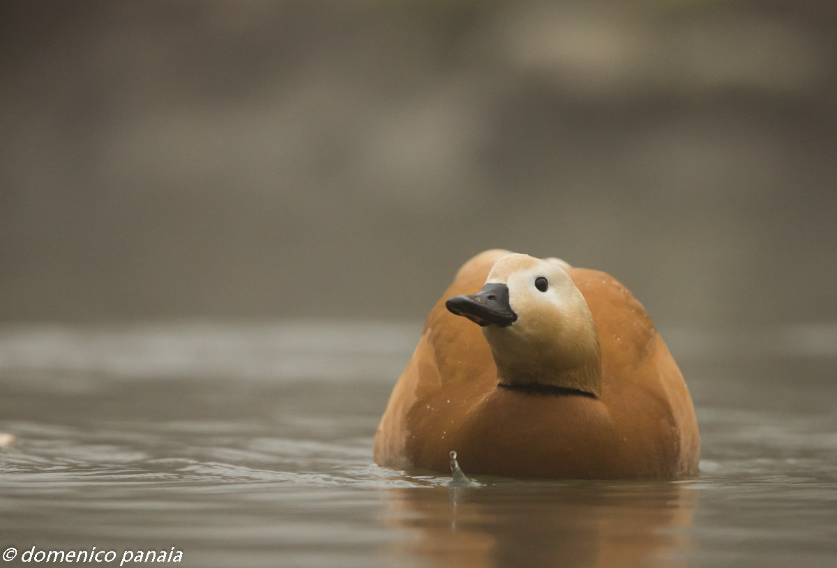 the beautiful shelduck