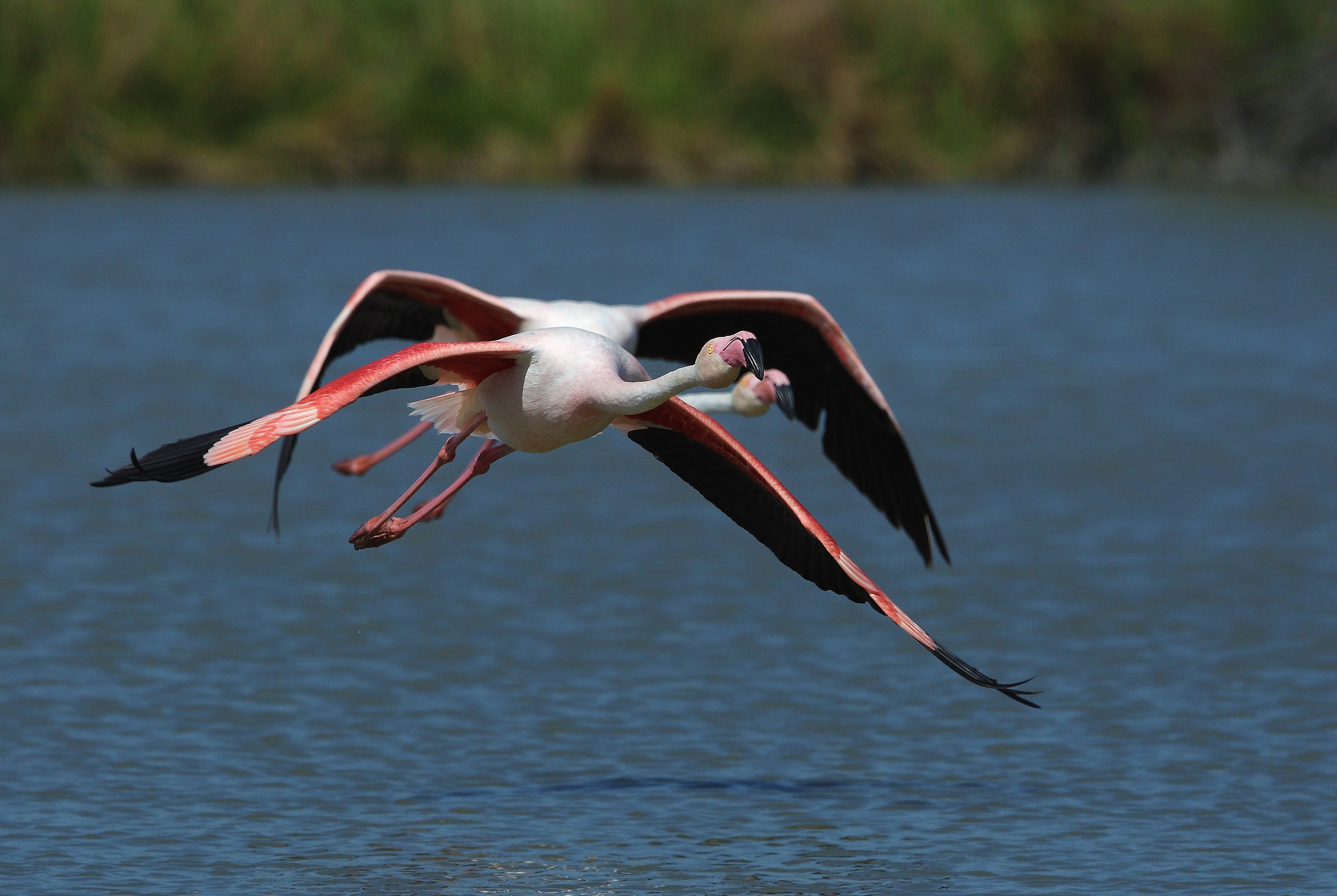flamingos taking off