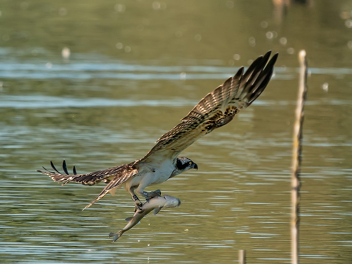 Falco pescatore & Trota iridea