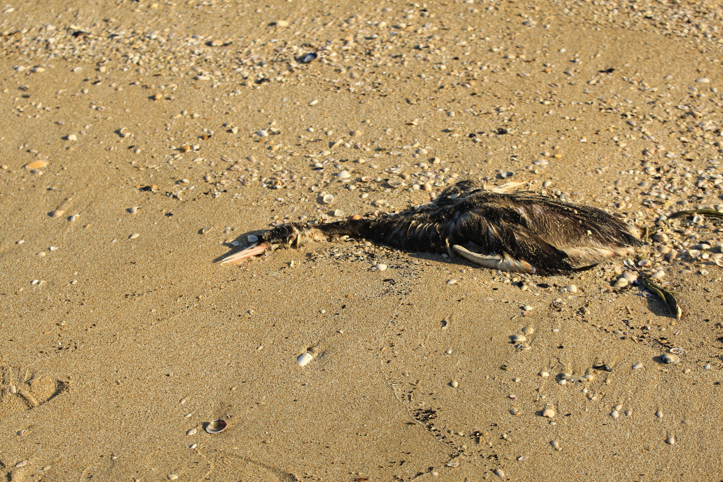 The tomb worthy of the cormorant.