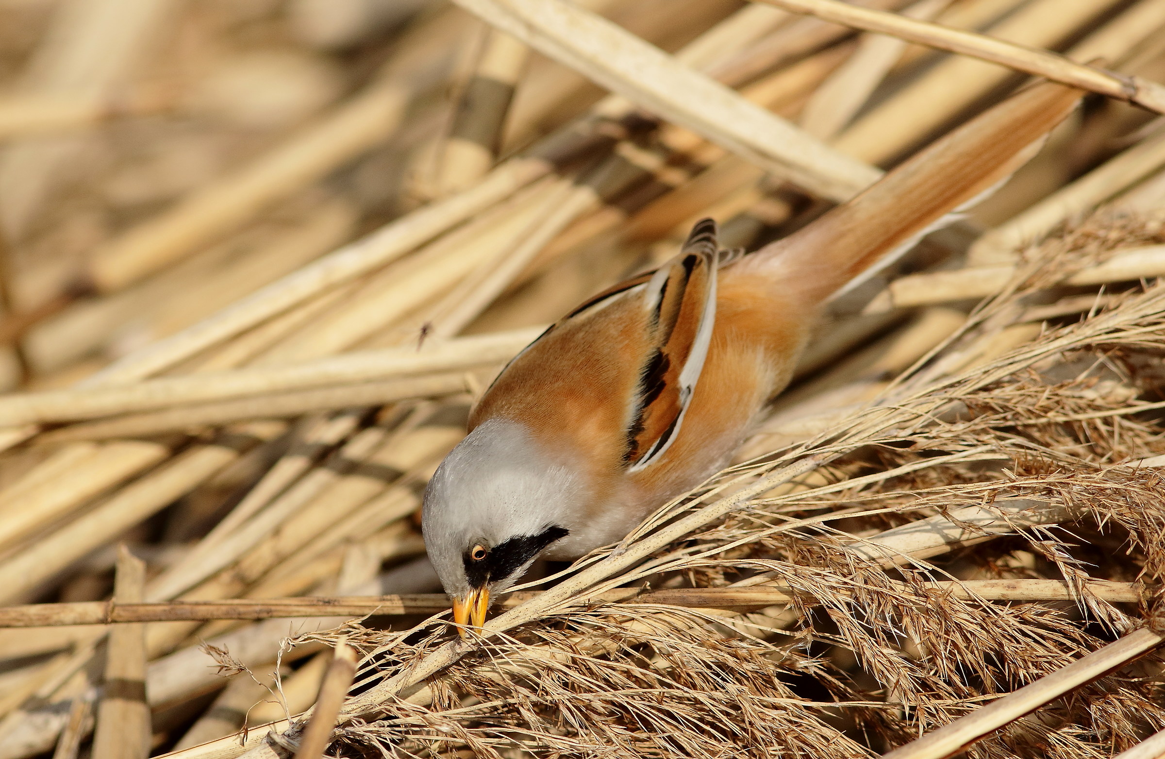 basettino maschio in cerca di cibo