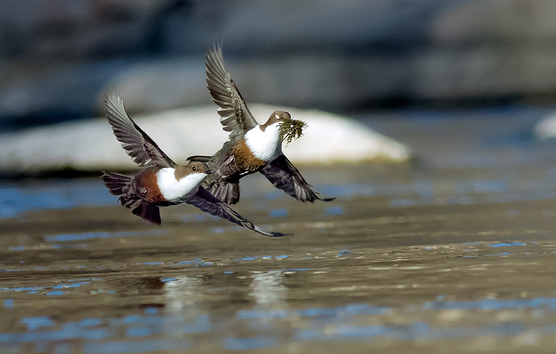 Meli Dippers: Flight Wedding