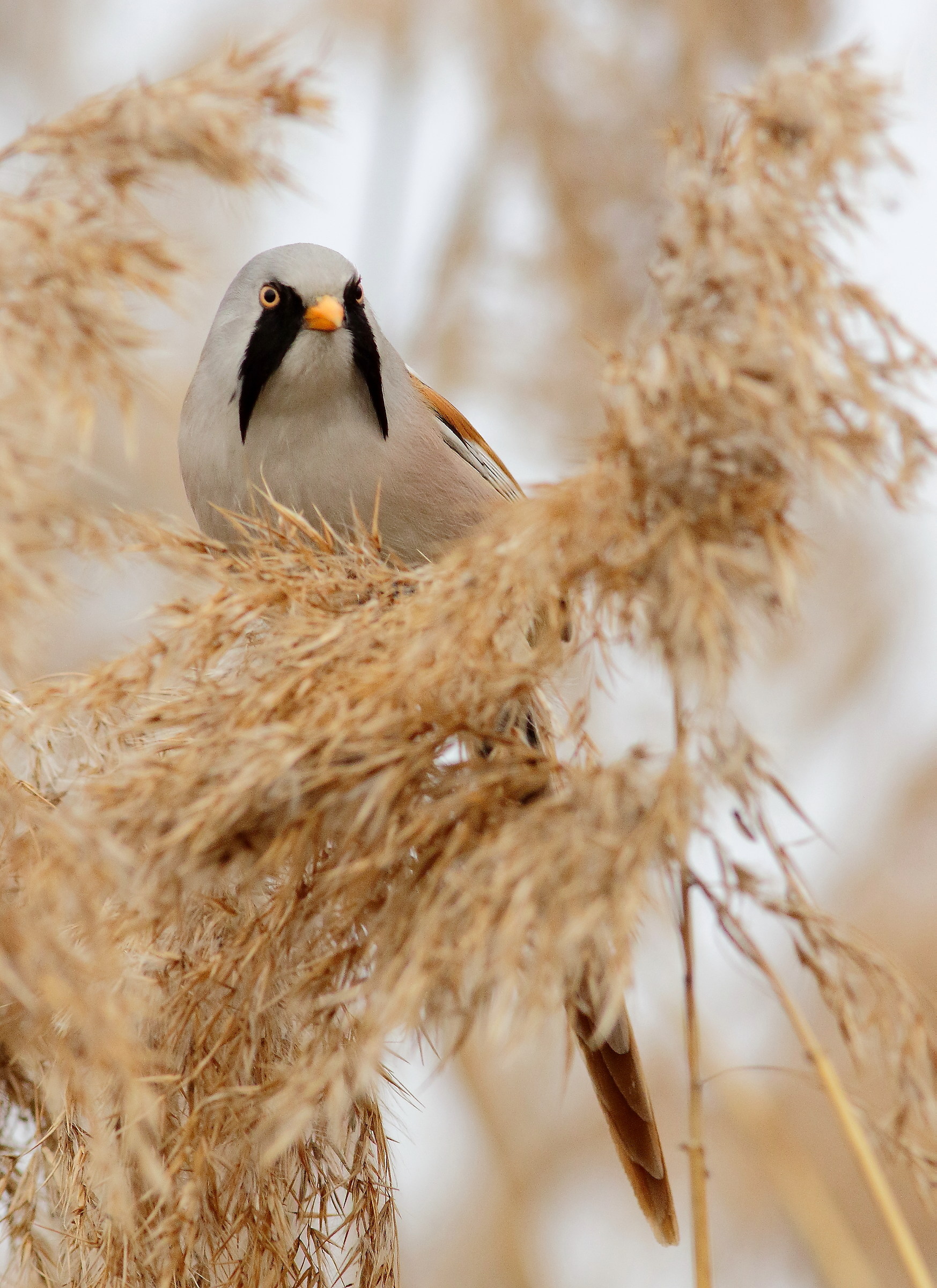 cucu',basettino maschio