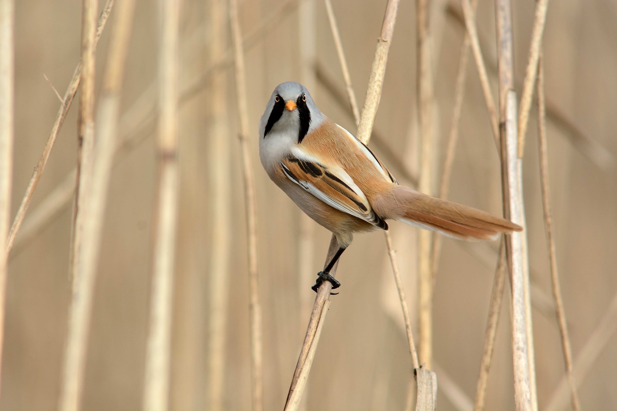 Bearded Tit