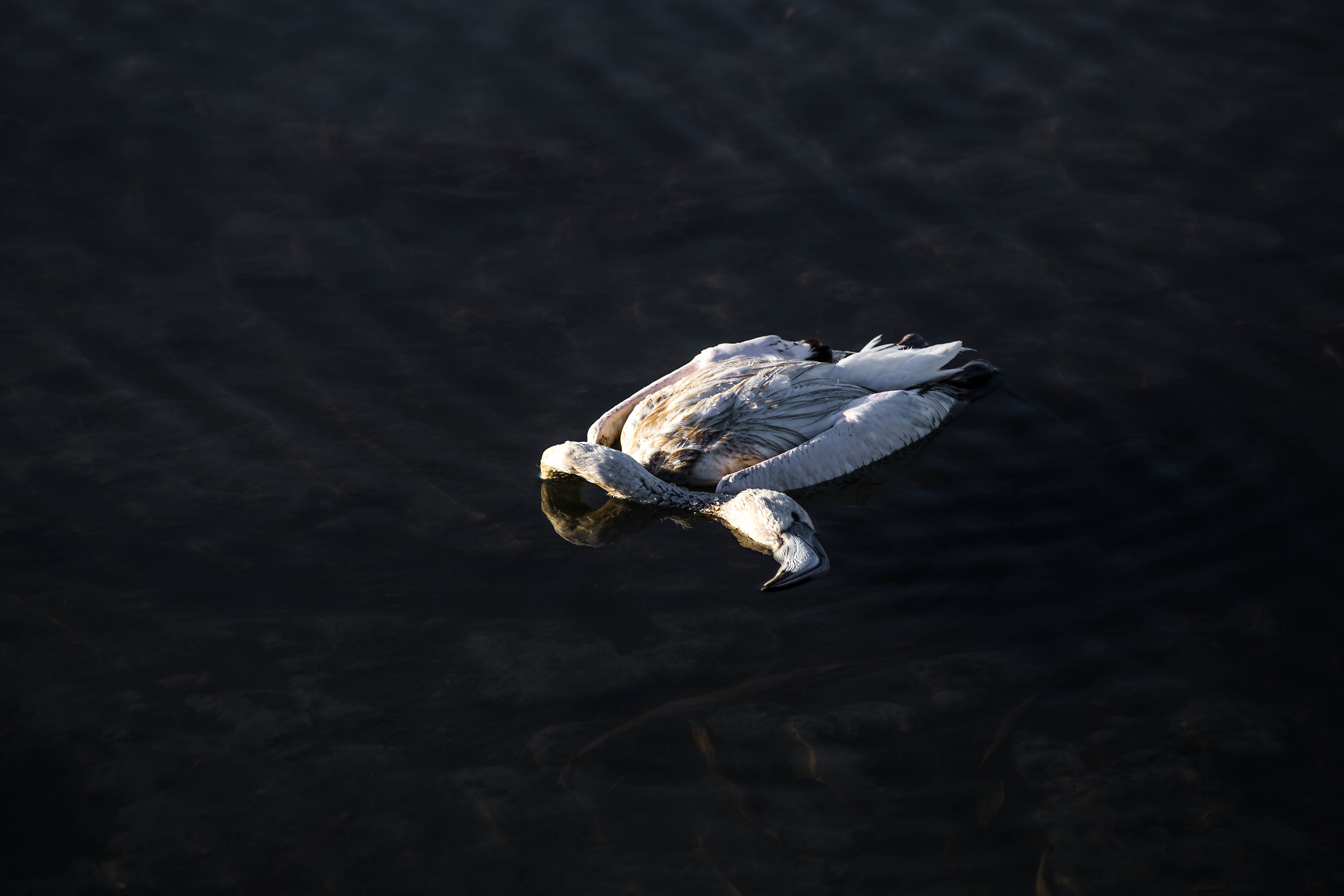 He died young flamingo