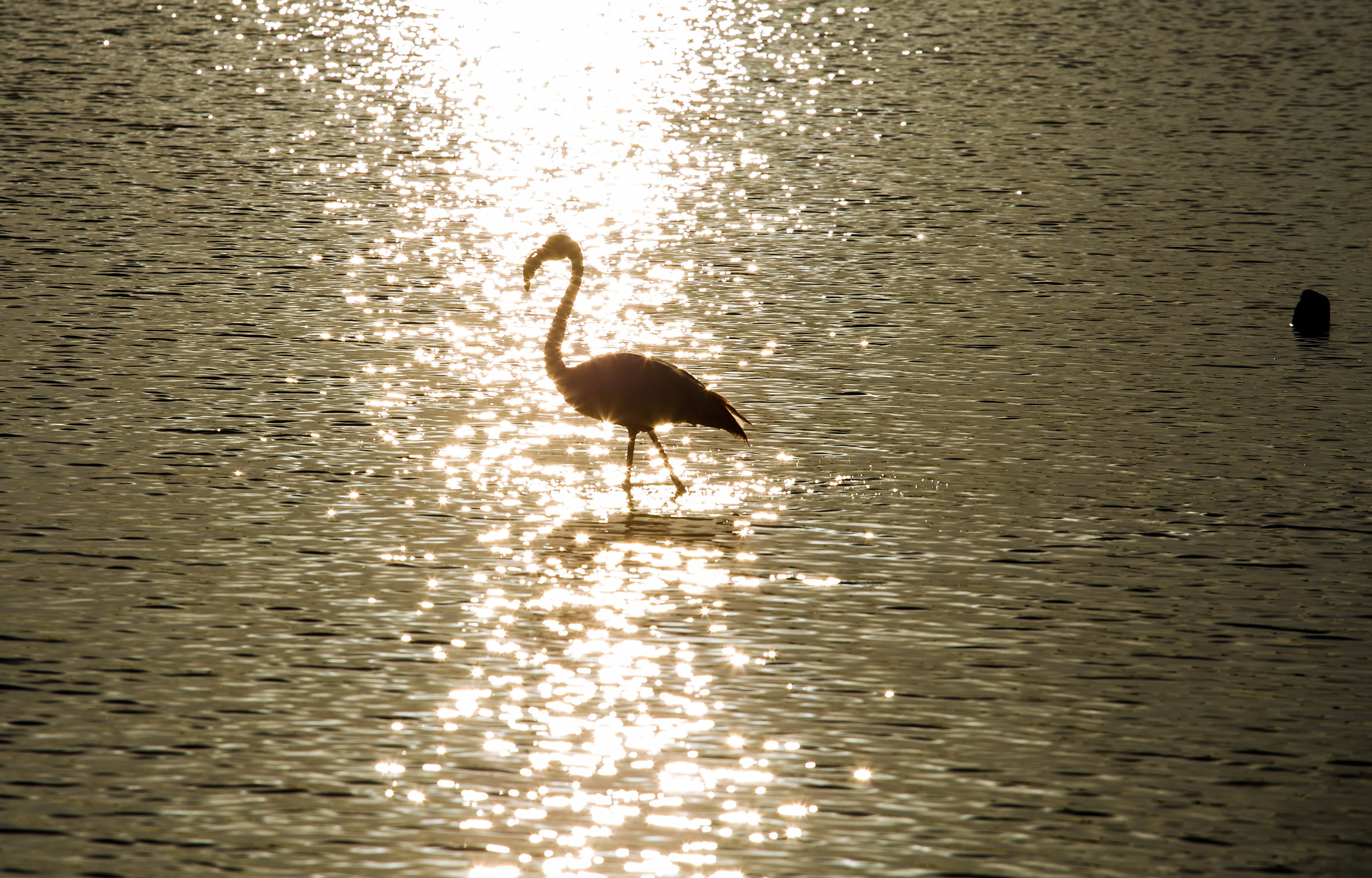 flamingo in the pond