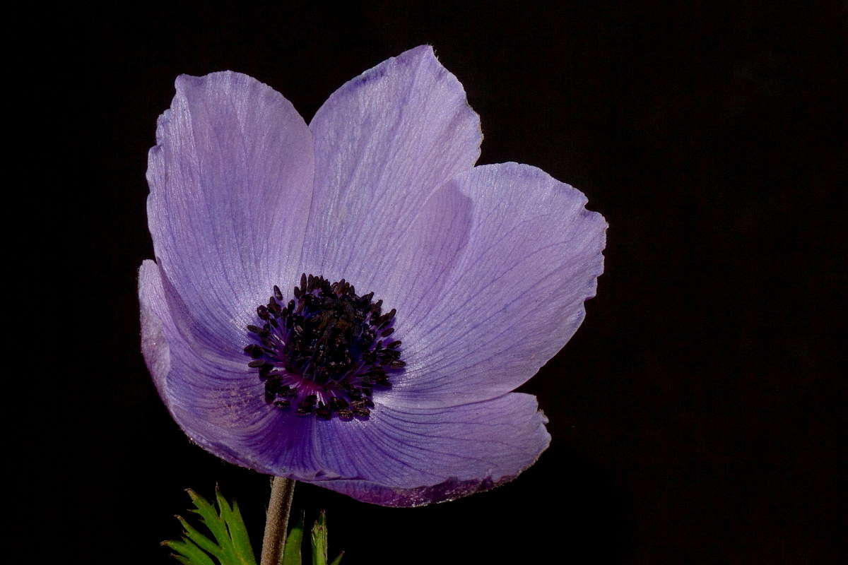 Anemone
