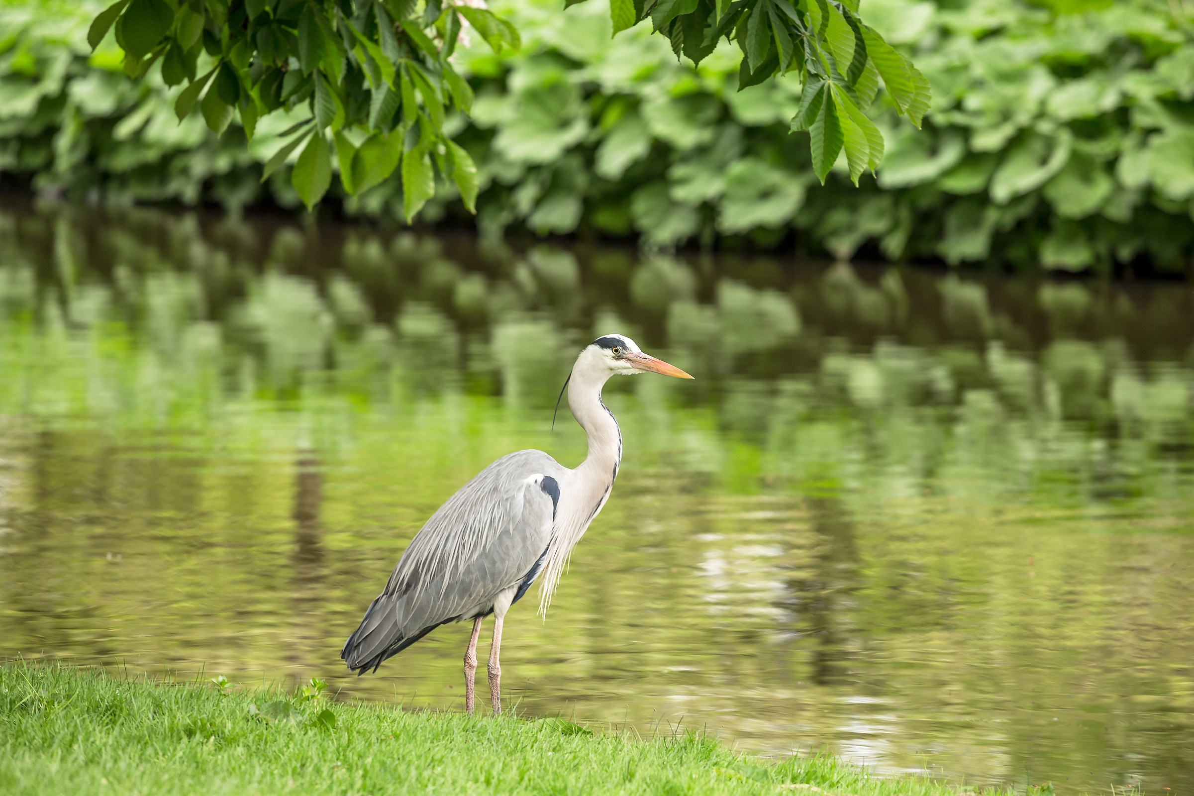 vondelpark ( Amsterdam)