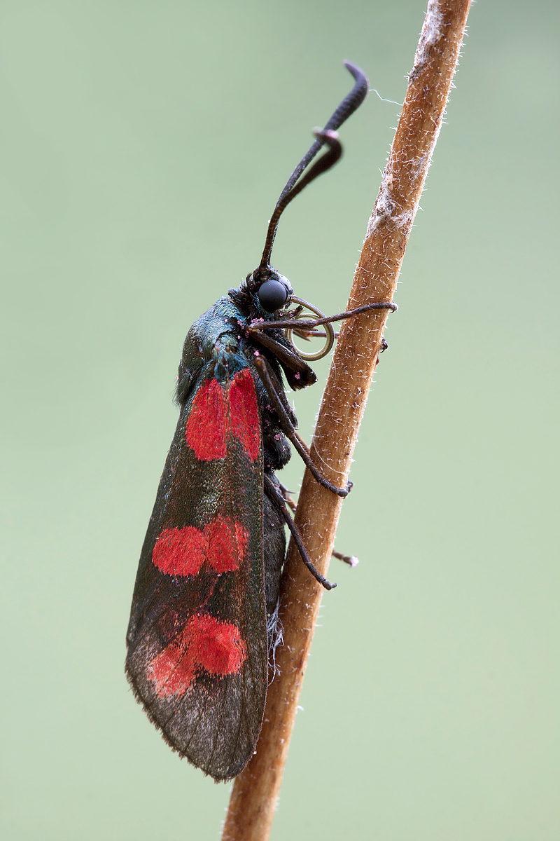 Zygaena