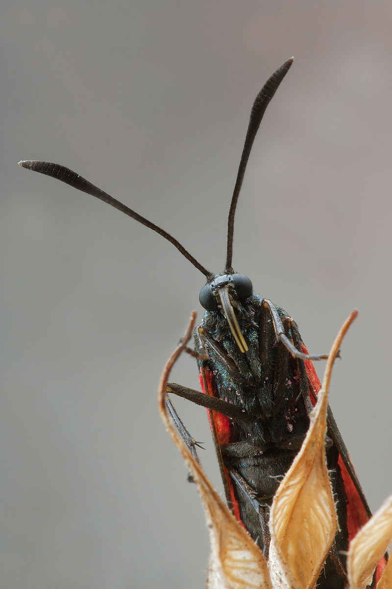 Zygaena