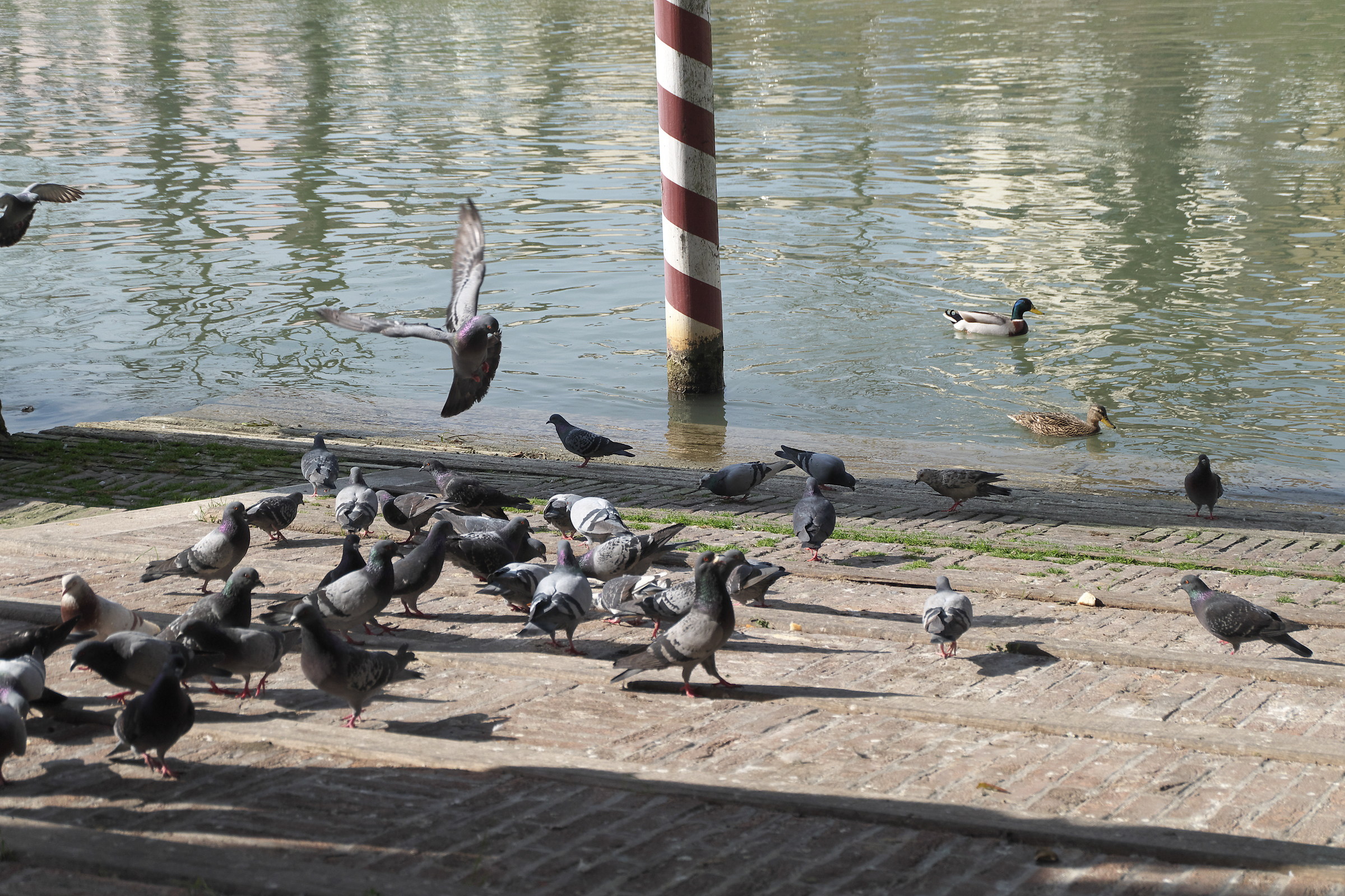 uccelli sotto lo squero