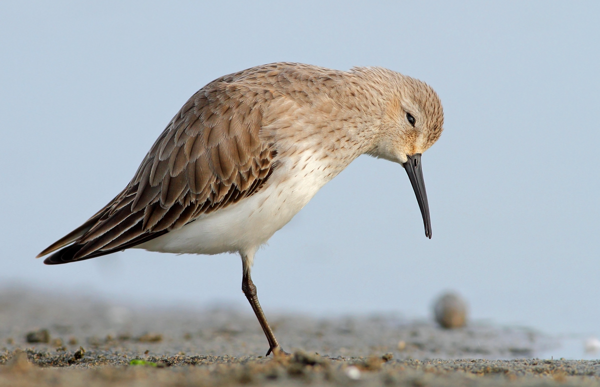 dunlin