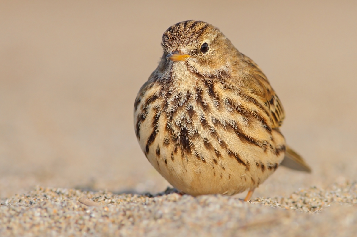 Pipit