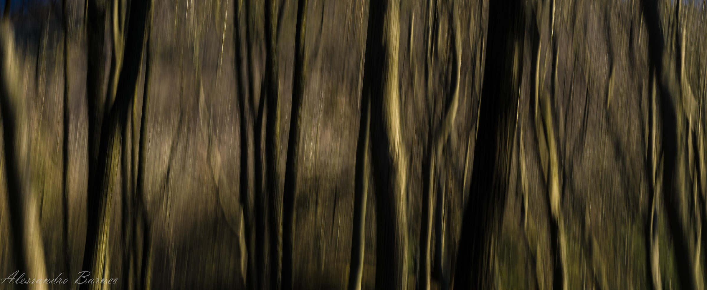 La vita degli alberi