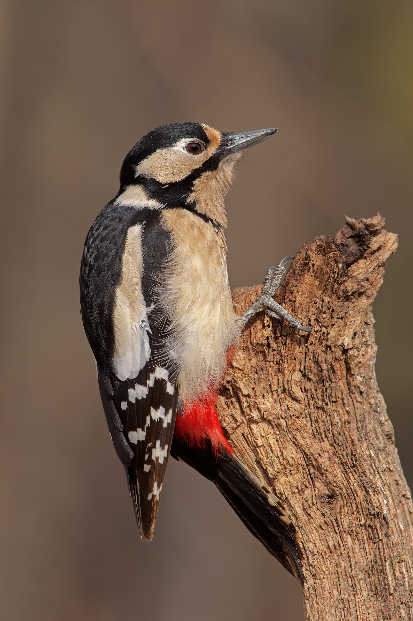 Great Spotted Woodpecker