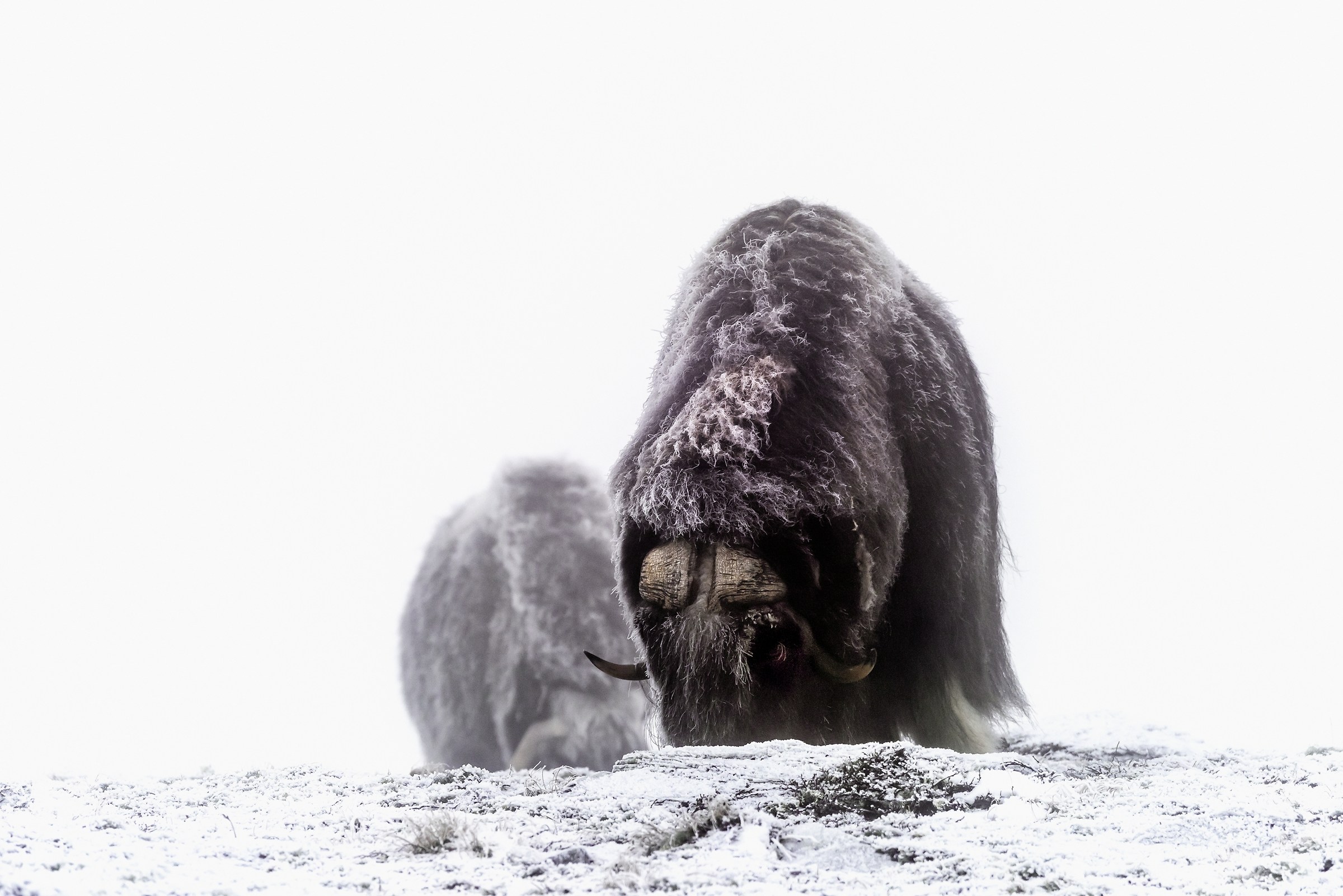Dovrefjell 2017 - Musk ox, tra la nebbia e il gelo