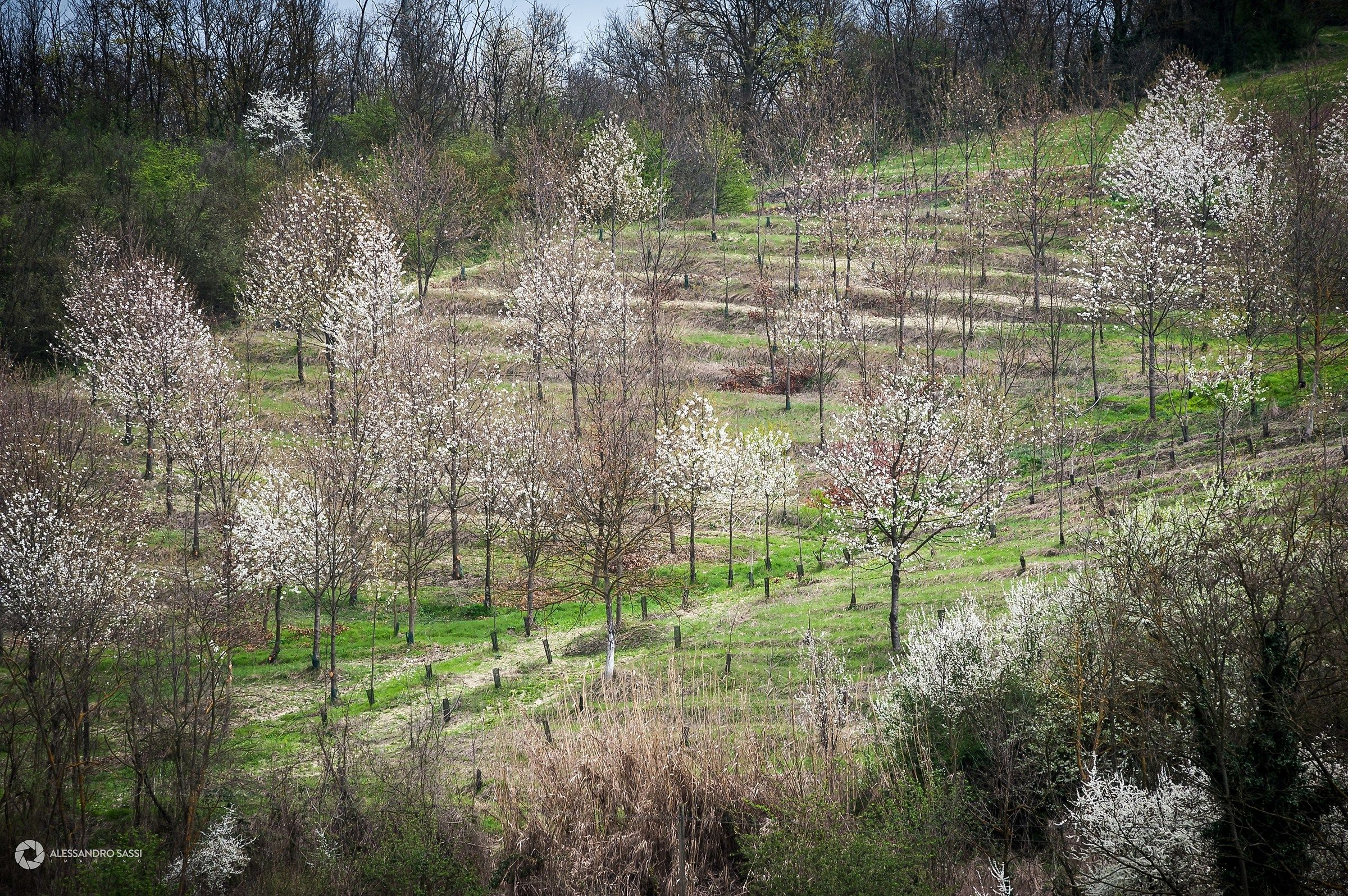 Macchie di primavera