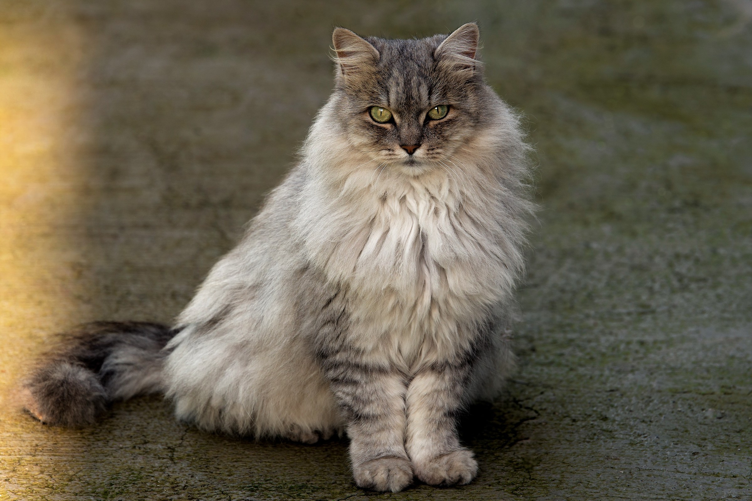 Ali..........................