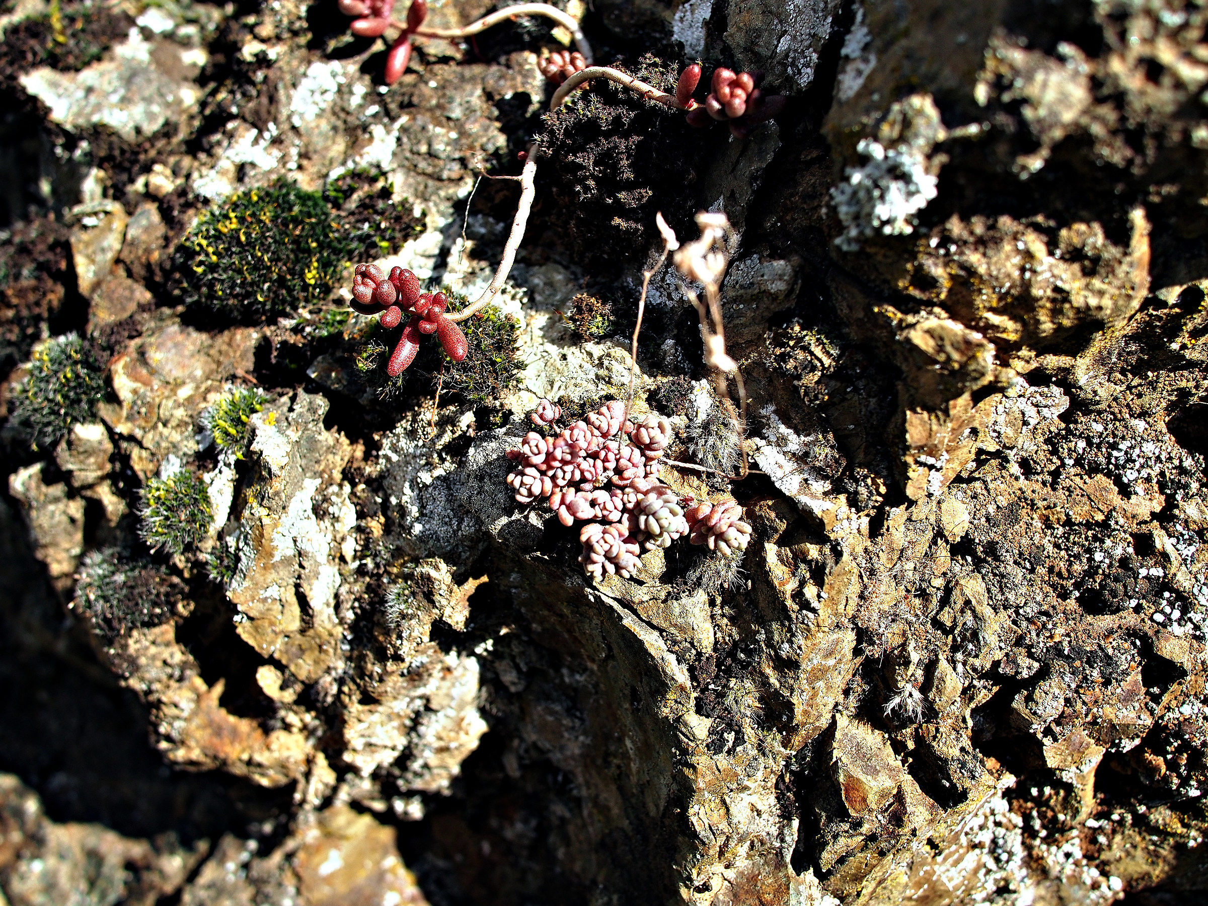 muschi licheni & co.