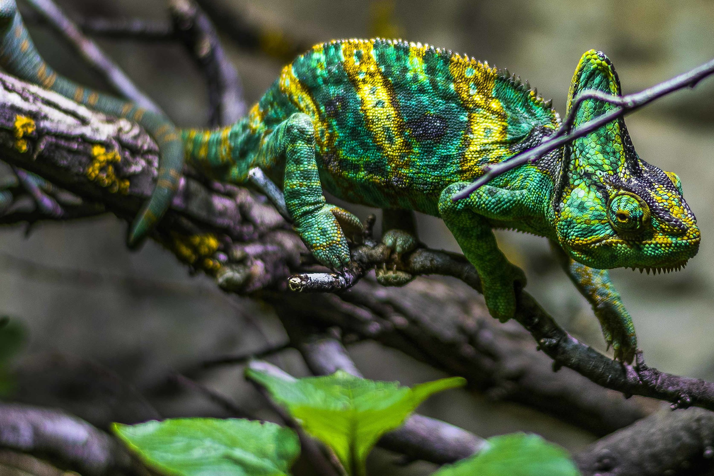 Chameleon