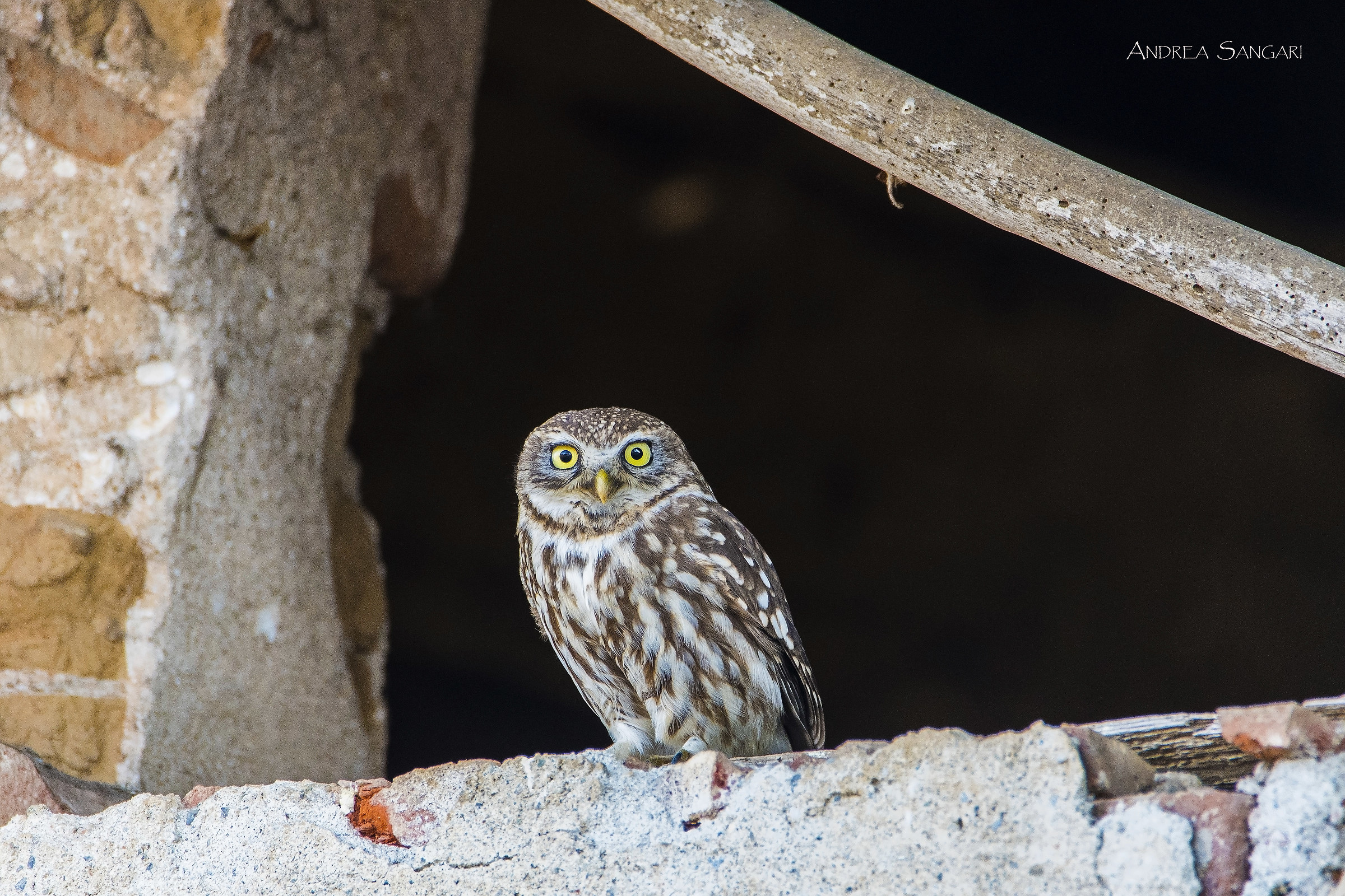 La civetta