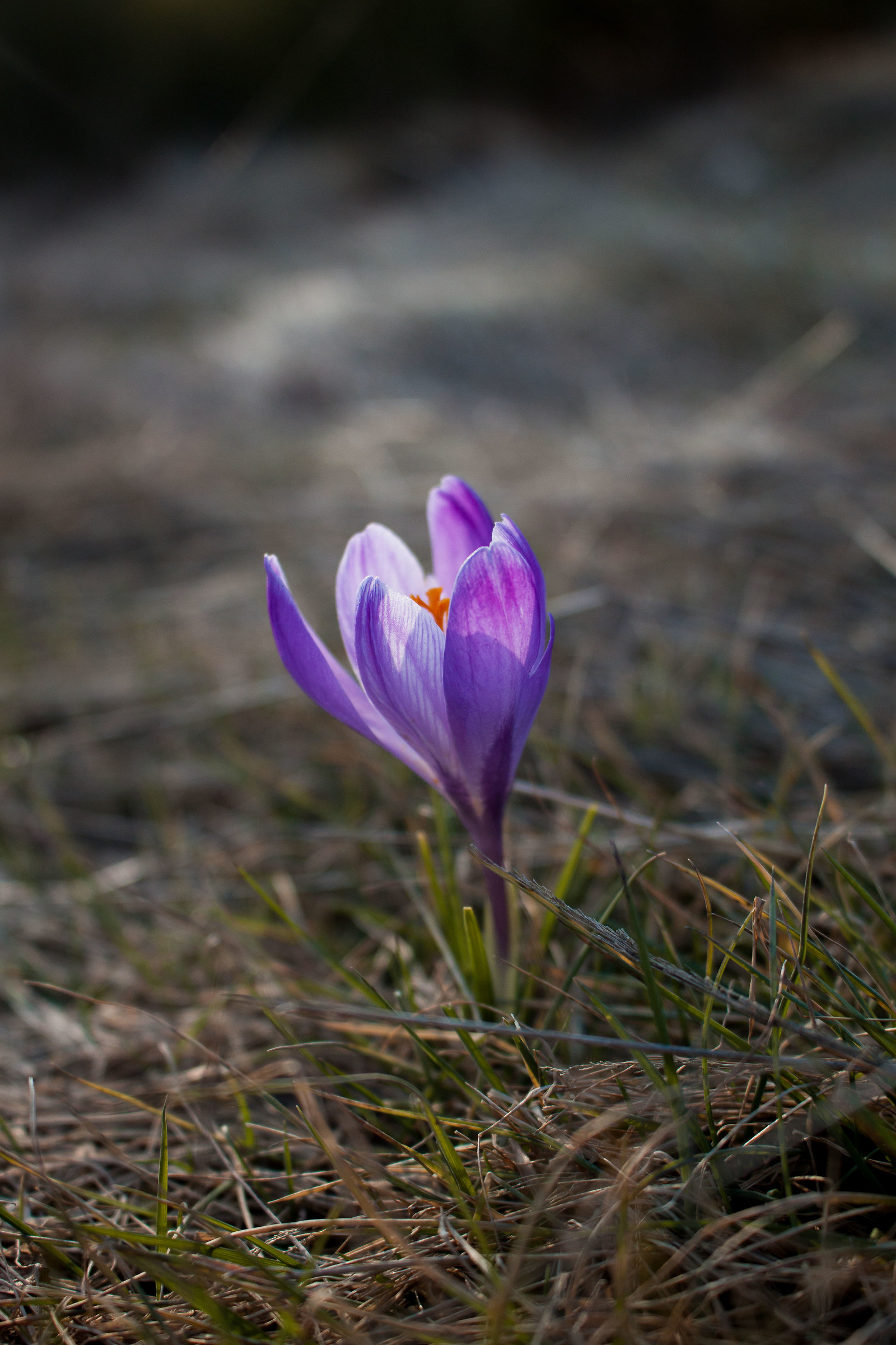A crocus does not make a summer!