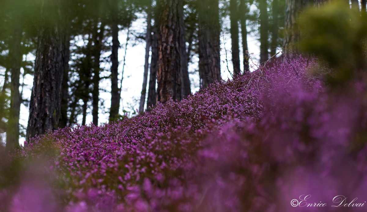 Secrets of the old pine forest ..