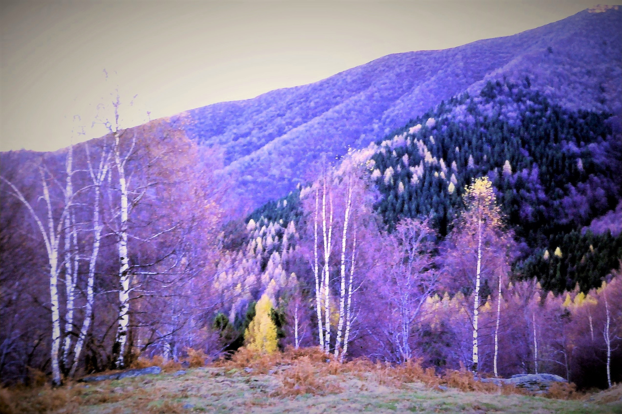 Il bosco inesistente